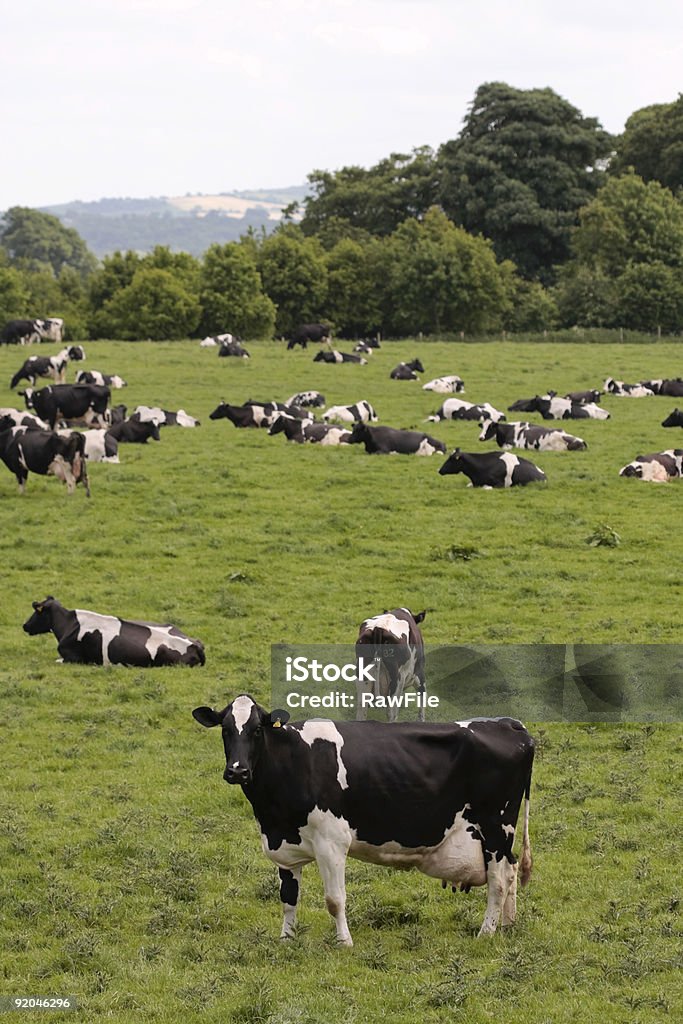 Cows in grazing field  Agricultural Field Stock Photo