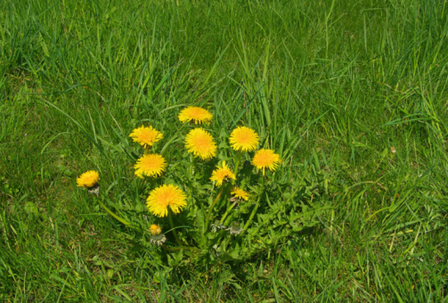 Closeup of a residential lawn covered in dandilions.