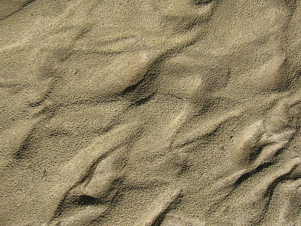 Sand texture Sand texture on a river beach silt stock pictures, royalty-free photos & images