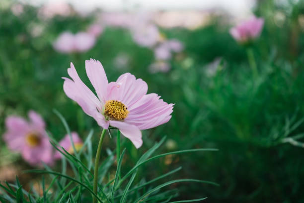 close up pink cosmos flower in the garden with blurred background close up pink cosmos flower in the garden with blurred background meio ambiente stock pictures, royalty-free photos & images