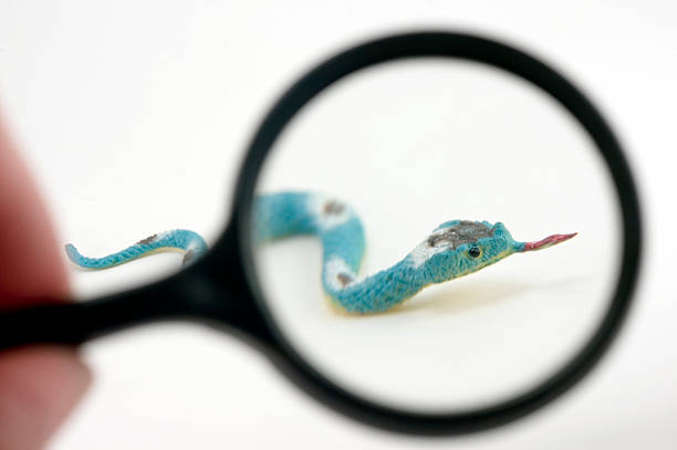 Learning: Magnifiying glass and toy snake stock photo