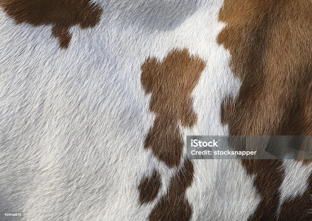 牛のディテール - 牛の毛皮のロイヤリティフリーストックフォト