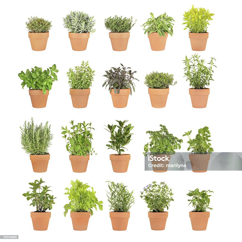 Herbs In Pots  Flower Pot Stock Photo