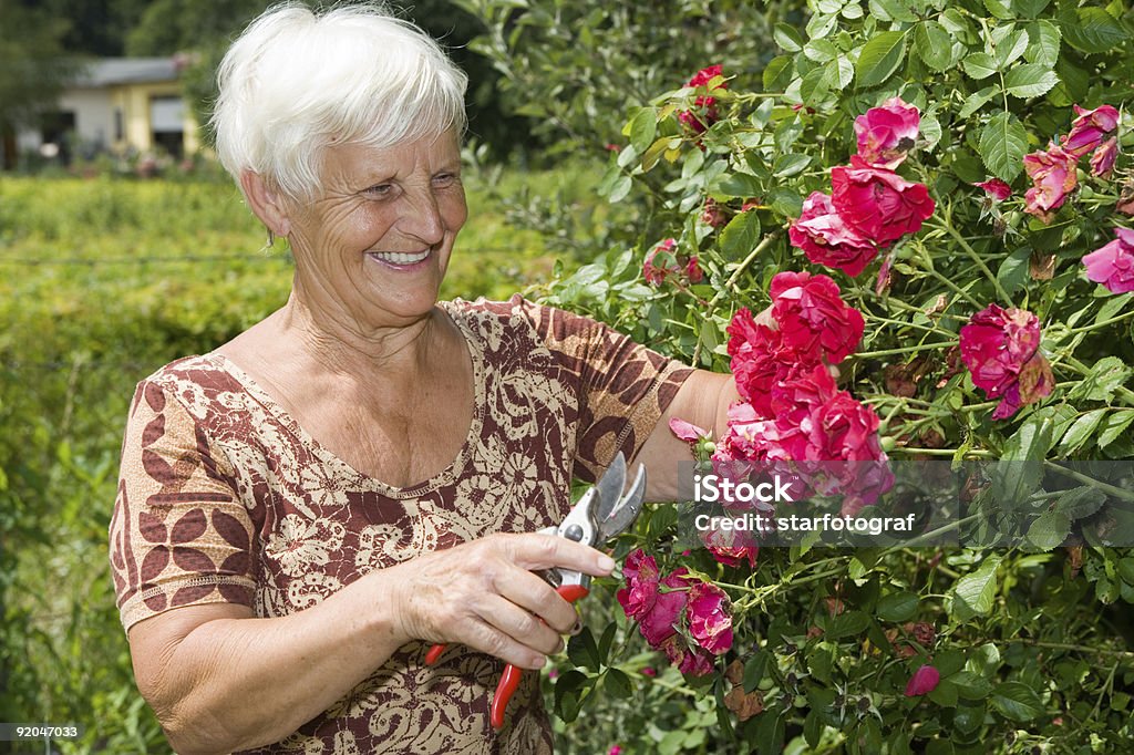 grandma cutting flowers and red roses in garden  70-79 Years Stock Photo