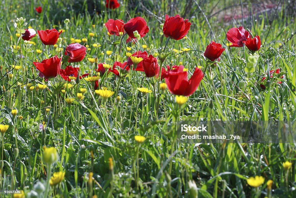 Gros plan de coquelicots - Photo de Beauté de la nature libre de droits