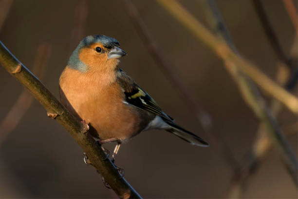 Male Chaffinch Male Chaffinch Perched looking to the Right male common chaffinch bird fringilla coelebs stock pictures, royalty-free photos & images
