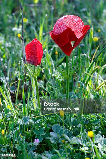 2 Poppies のクローズアップ - カップルのストックフォトや画像を多数ご用意 - カップル, カラー画像, クローズアップ