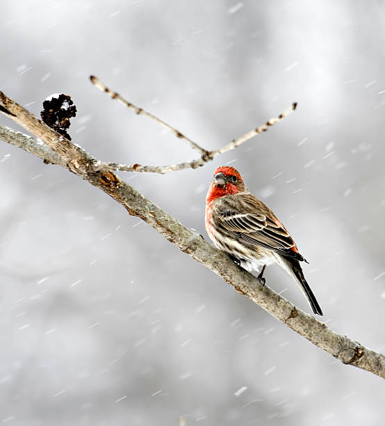 istock House Finch 92047436