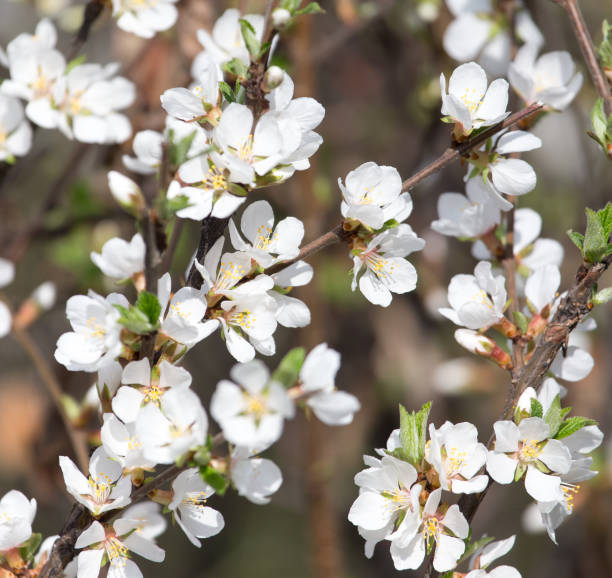 istock beautiful flowers on the tree in nature 920474866