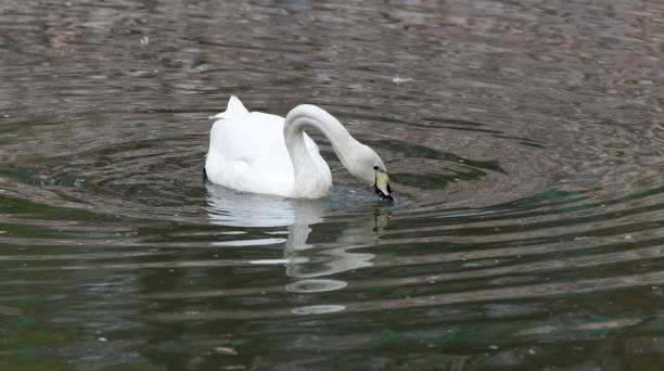 istock White swan floating on the lake 920478006