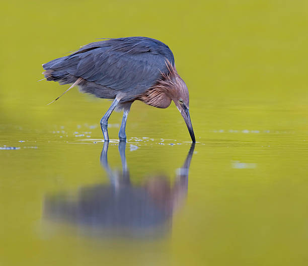 istock Reddish Egret against natural green background 92047870