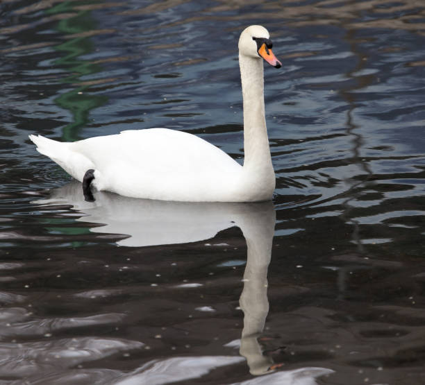 istock White swan floating on the lake 920478792