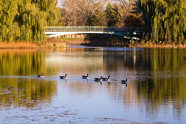 istock Canadian geese on the autumn pond 92047937