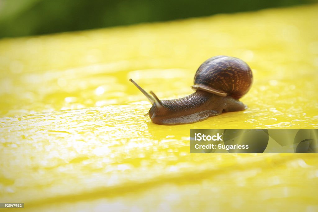 Caracol sobre un banco amarillo brillante - Foto de stock de Agarrar libre de derechos