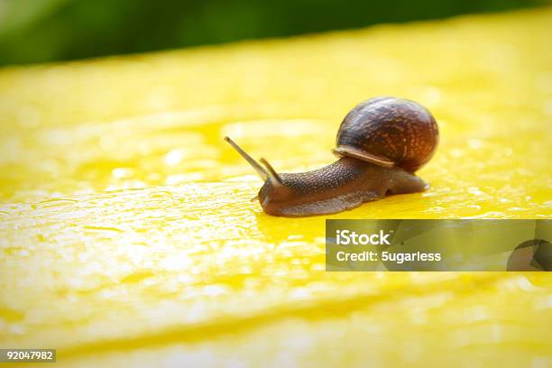 Caracol Sobre Un Banco Amarillo Brillante Foto de stock y más banco de imágenes de Agarrar - Agarrar, Agua, Amarillo - Color