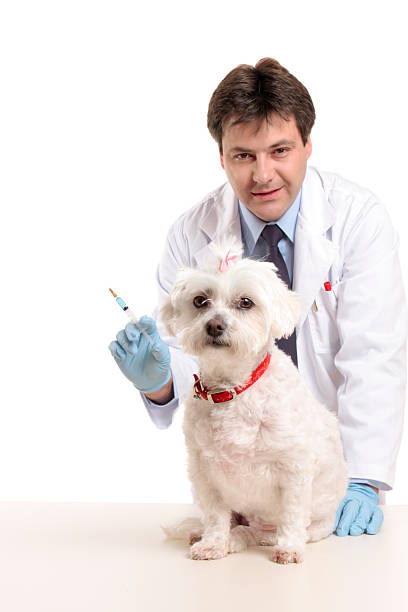istock Smiling vet and pet dog 92048343