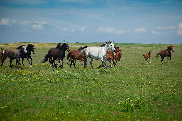 istock Horses Running / blue sky and green grass 92048357