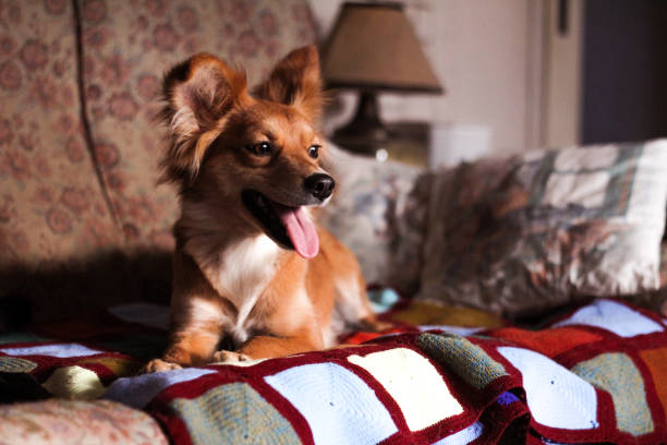 istock My little dog smiling 920486136