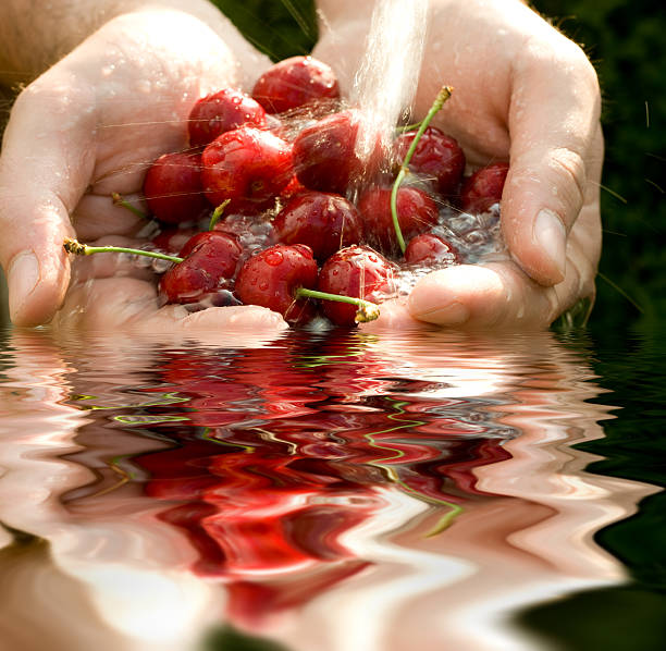 istock Hand full of fresh cherries in falling water 92048661