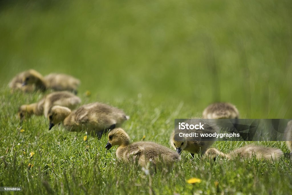 Gossling gratuita para todos - Foto de stock de Ganso do Canadá royalty-free