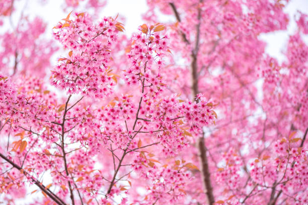 istock Low Angle View Of Pink Flowers On Tree 920488972