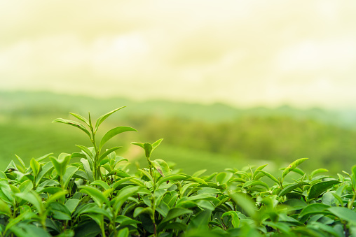 Fresh green tea leaves at tea plantation in Chiang Rai, Thailand