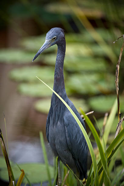 istock Blue Heron Wading in Pond with Lily Pads 92048945