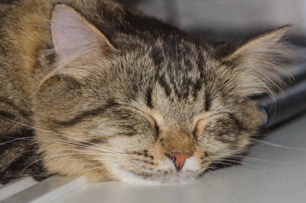 Goiania, Goias, Brazil – December 12, 2024: Close up of the face of a tabby cat, with an injured snout, sleeping in front of a window.