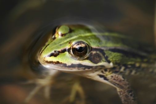frog in a water