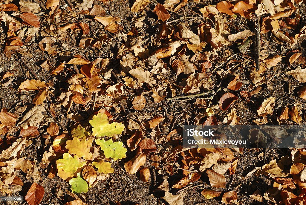 Motivo naturale di stagione autunno - Foto stock royalty-free di Acero