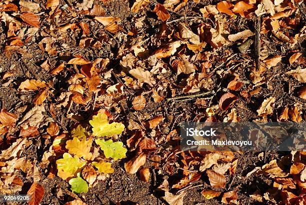 Motivo Naturale Di Stagione Autunno - Fotografie stock e altre immagini di Acero - Acero, Ambientazione tranquilla, Astratto