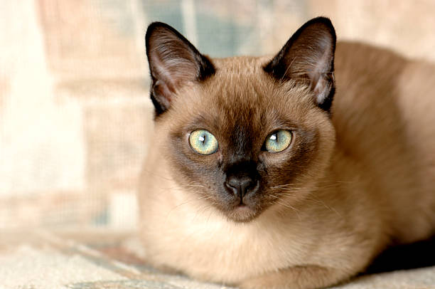 Cтоковое фото Tonkinese cat