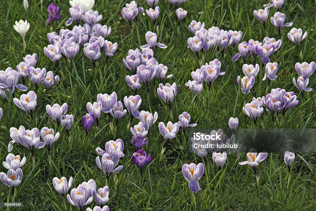 Blanco y púrpura azafrán - Foto de stock de Abril libre de derechos