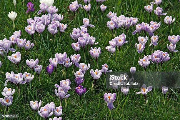 Bianco E Viola Croco - Fotografie stock e altre immagini di Abbondanza - Abbondanza, Aiuola, Ambientazione esterna