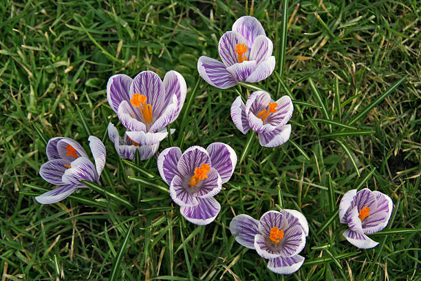 roxo, branca e laranja, croco em relvado - single flower flower crocus bud imagens e fotografias de stock