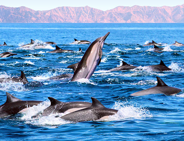 Dolphin Patrol  sea of cortes stock pictures, royalty-free photos & images