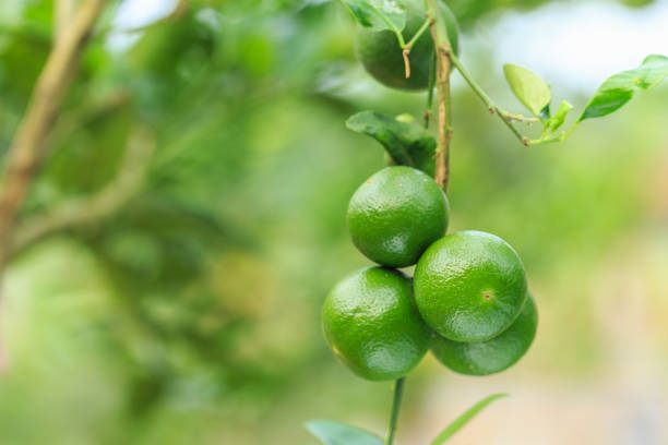 istock Bunch fresh green lemon on tree with green blur background 920495726