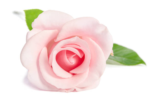 istock Beauty single pink rose lies isolated on white background 920497238