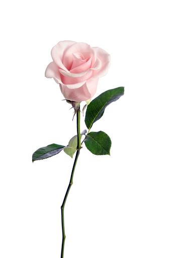 single pink rose isolated on white background