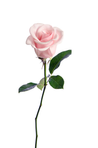 Photo of single pink rose isolated on white background
