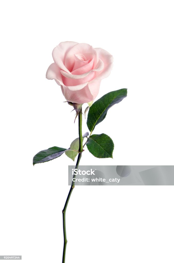 single pink rose isolated on white background Rose - Flower Stock Photo