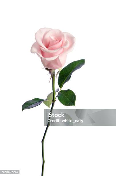 Single Pink Rose Isolated On White Background Stock Photo - Download Image Now - Rose - Flower, Pink Color, Single Object