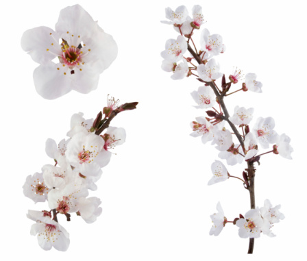 White plum tree flower design elements on white background