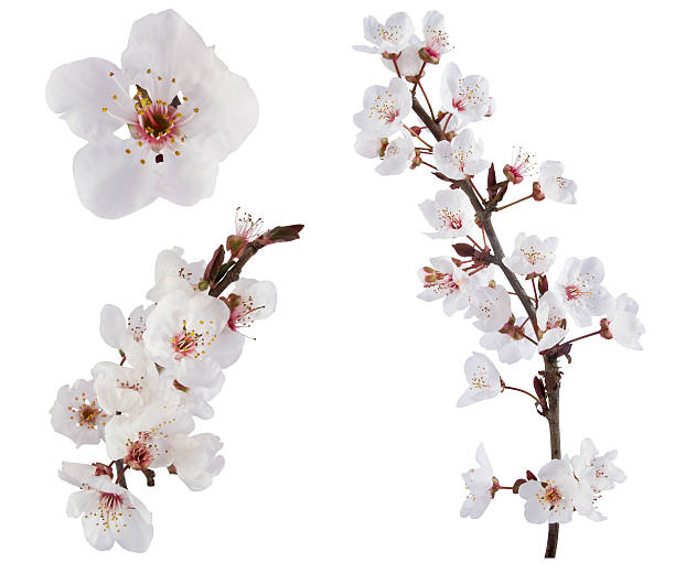 White plum tree flower design elements on white background Plum-tree flowers. Design elements isolated on white. flowering plum stock pictures, royalty-free photos & images