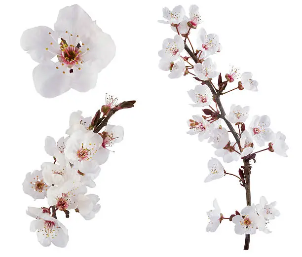 Photo of White plum tree flower design elements on white background
