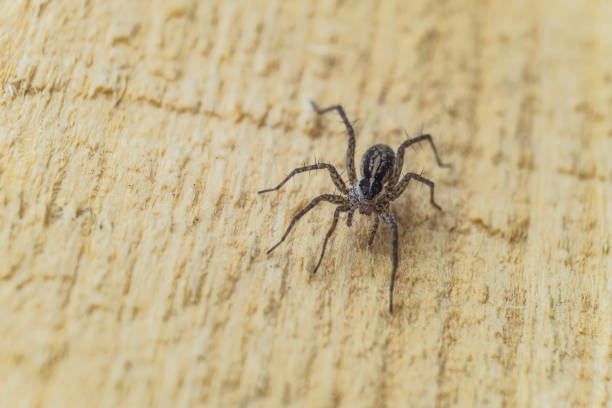 Spider isolated on white