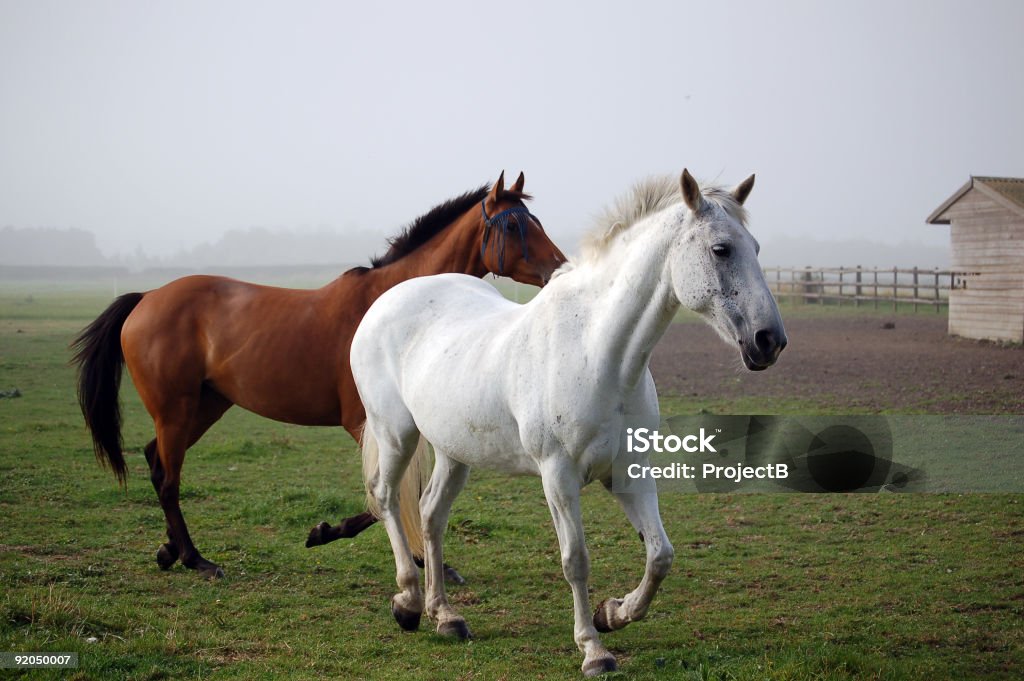 Zwei Pferde trot Sie der Nebel - Lizenzfrei Schimmel - Pferd Stock-Foto