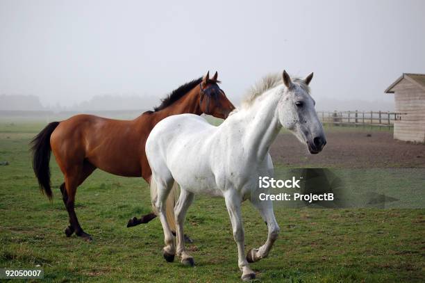Zwei Pferde Trot Sie Der Nebel Stockfoto und mehr Bilder von Schimmel - Pferd - Schimmel - Pferd, Pferd, Braun
