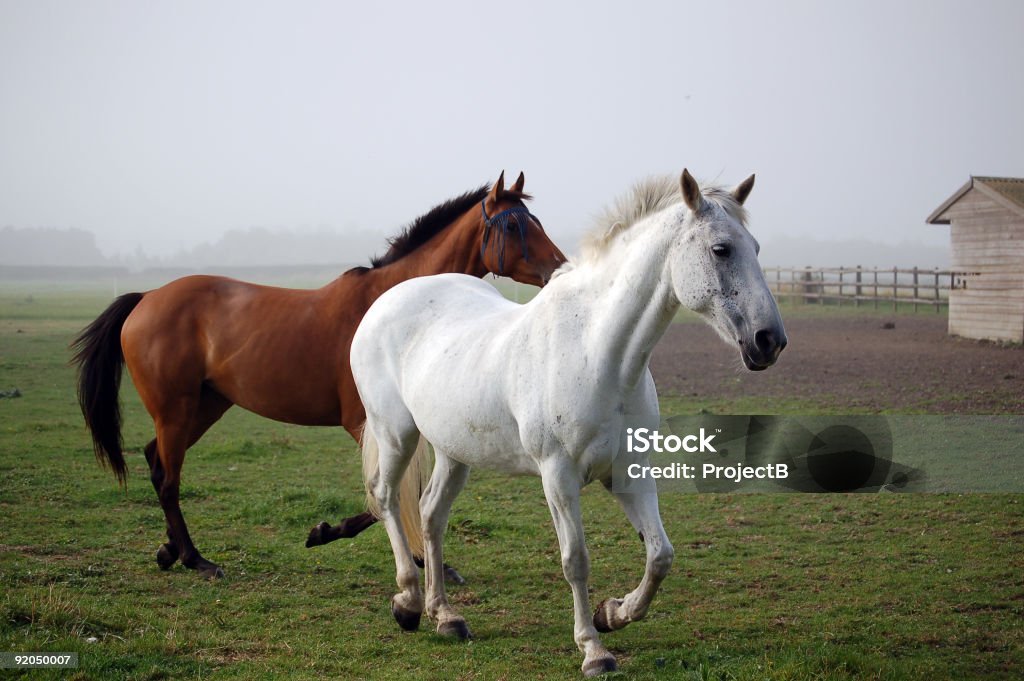 Dois cavalos buscar do nevoeiro - Royalty-free Cavalo branco Foto de stock