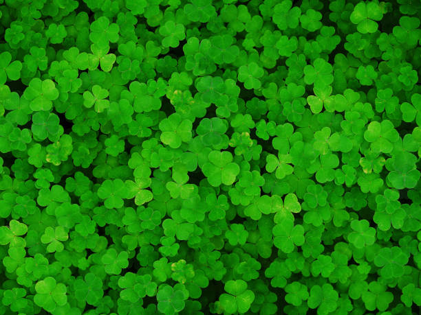 Natural green dark background. Plant and herb texture. Leafs green young fresh oxalis, shamrock, trefoil close-up. Beautiful background with green clover leaves for Saint Patrick's day Natural green dark background. Plant and herb texture. Leafs green young fresh oxalis, shamrock, trefoil close-up. Beautiful background with green clover leaves for Saint Patrick's day irish shamrock stock pictures, royalty-free photos & images